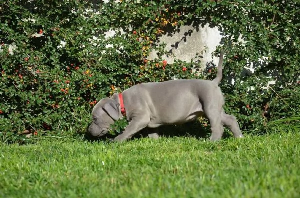 cucciola di pitbull di due mesi | Foto 2