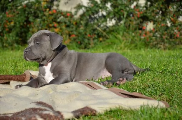 cuccioli di pit bull red nose | Foto 1