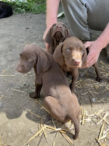 Cuccioli di bracco tedesco  | Foto 1