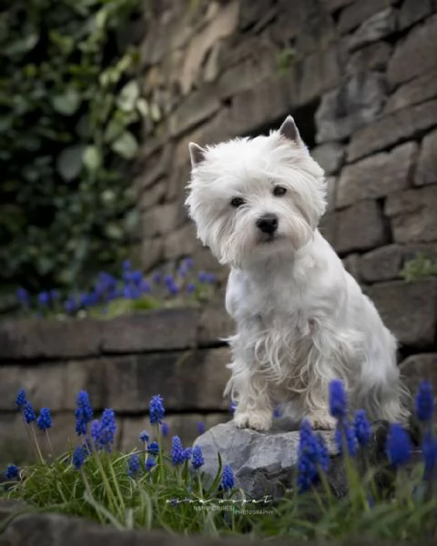 Terrier delle Highland occidentali | Foto 0