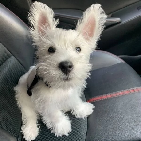 Terrier delle Highland occidentali