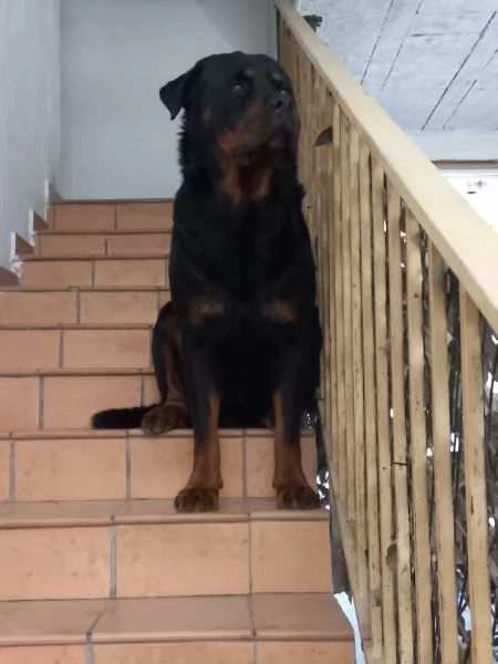 Rottweiler cerca fidanzata