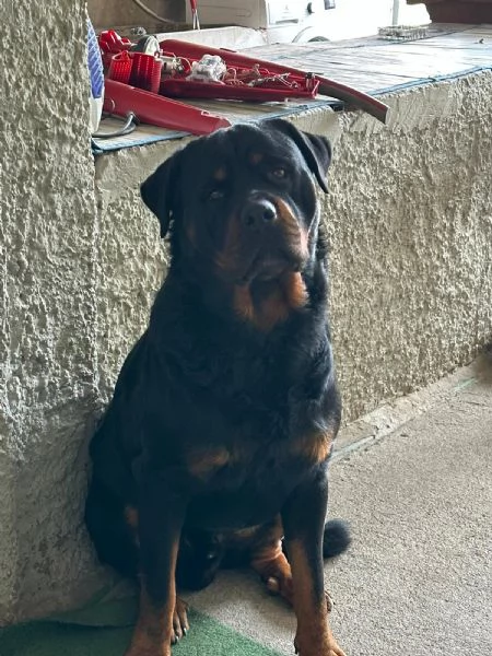 Rottweiler cerca fidanzata | Foto 1