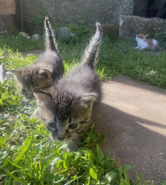 6 meravigliosi gattini cercano casa  | Foto 4