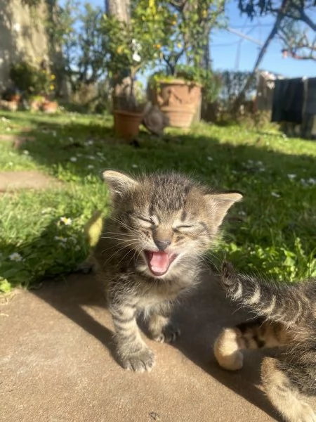 6 meravigliosi gattini cercano casa  | Foto 3