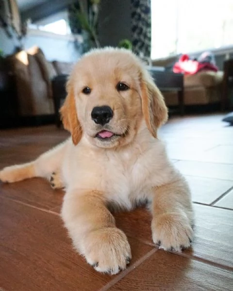 golden retriever cuccioli