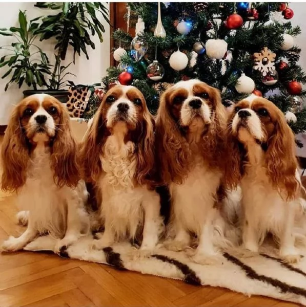 Cuccioli Cavalier King Charles Spaniel 