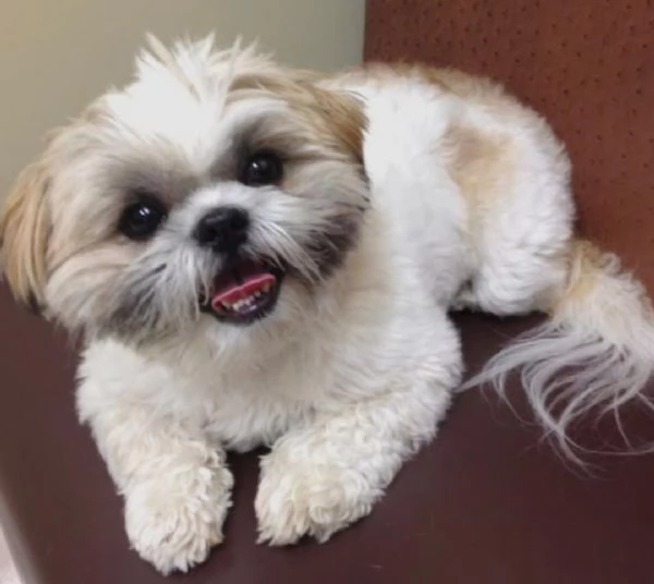 Regalo Bellissimi cuccioli allevati Shih-tzu, colore bianco e nero. Due e una feminuccia Maschietti.