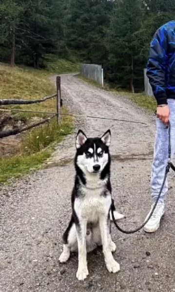 Cane Husky di circa 2 anni 