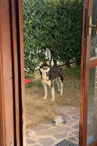 Cane Husky di circa 2 anni  | Foto 4