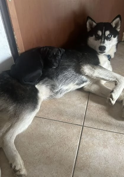 Cane Husky di circa 2 anni  | Foto 2