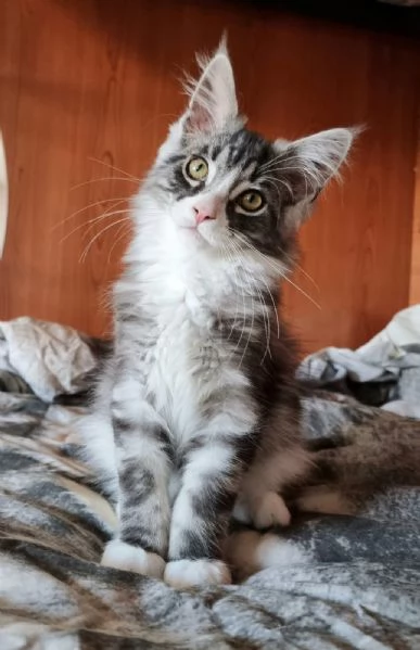 Cuccioli maine coon  | Foto 0