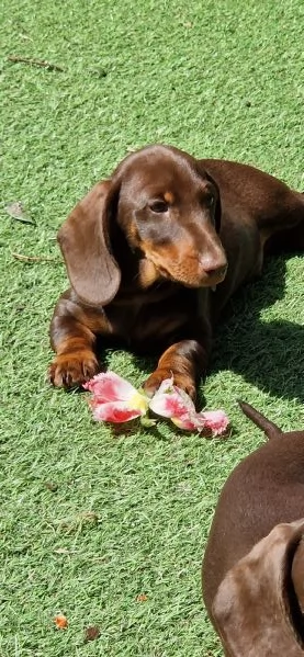 Cucciolo di bassotto nano  | Foto 0