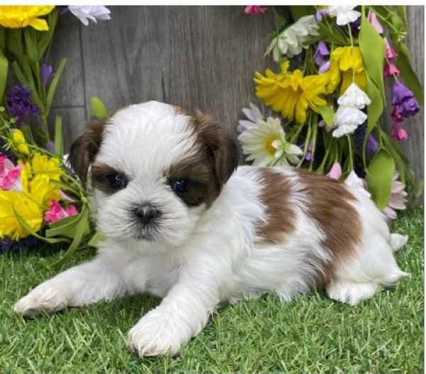 REGALO Cuccioli Shih Tzu