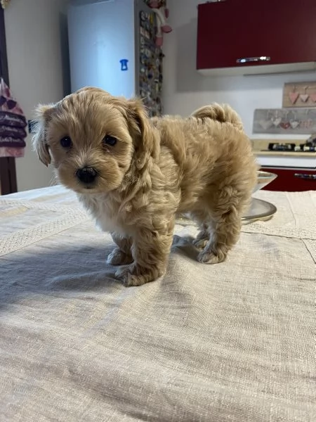 Cucciola di MALTIPOO 