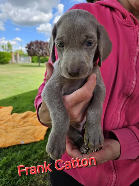 Cuccioli Weimaraner | Foto 3