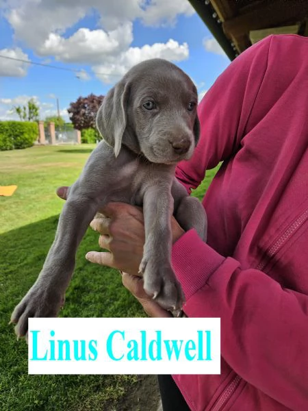 Cuccioli Weimaraner | Foto 2