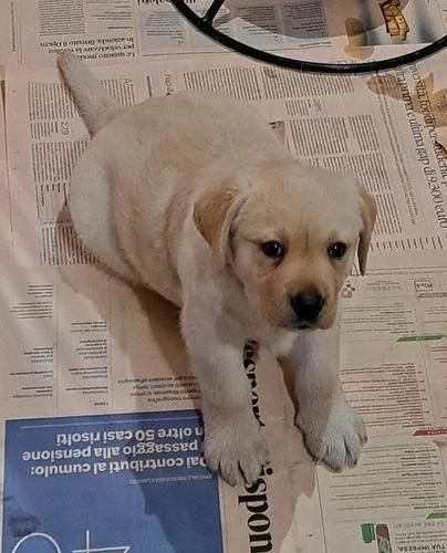 Regala cuccioli di Labrador | Foto 2