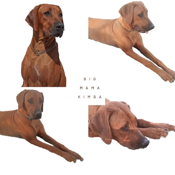 Splendidi cuccioli di Rhodesian Ridgeback  | Foto 6