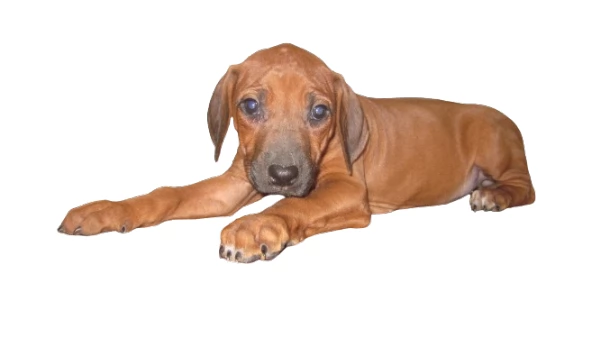 Splendidi cuccioli di Rhodesian Ridgeback  | Foto 2