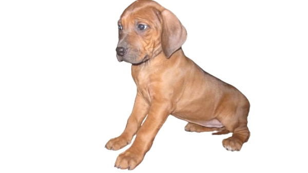 Splendidi cuccioli di Rhodesian Ridgeback  | Foto 0