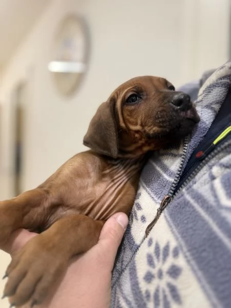 Cuccioli di Rhodesian Ridgeback  | Foto 1