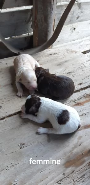 Cuccioli lagotto romagnolo 