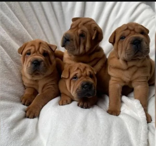 SHAR PEI cuccioli in adozione gratuiti