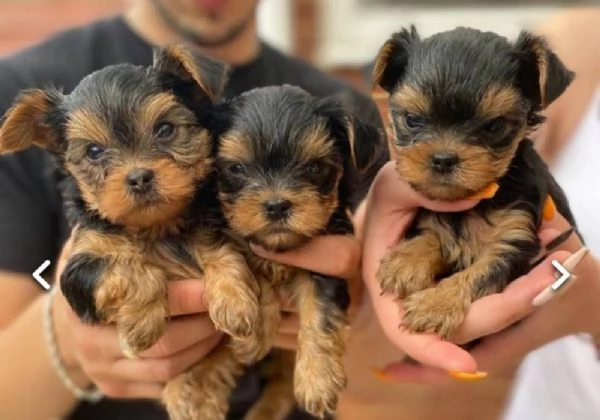 REGALO CUCCIOLI di Yorkie