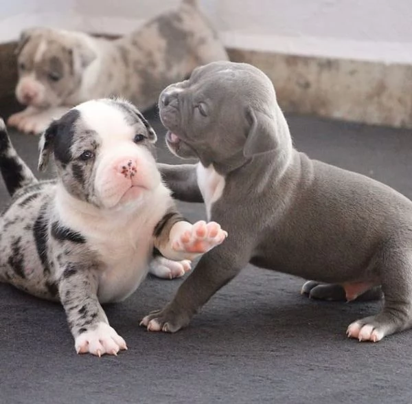  cucciola pitbull