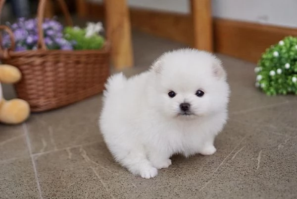 Cuccuili di Spitz Pomerania mini toy | Foto 0