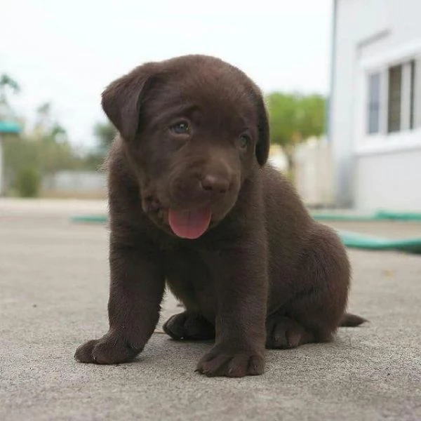 Regala cuccioli di Labrador | Foto 0