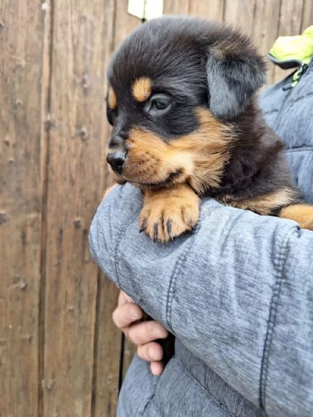 Regala cuccioli di Rottweiler | Foto 2