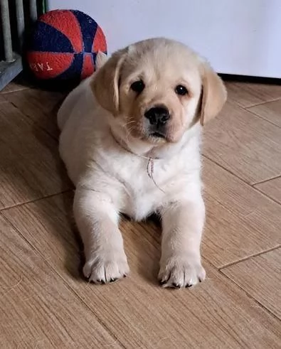 Regala cuccioli di Labrador | Foto 0