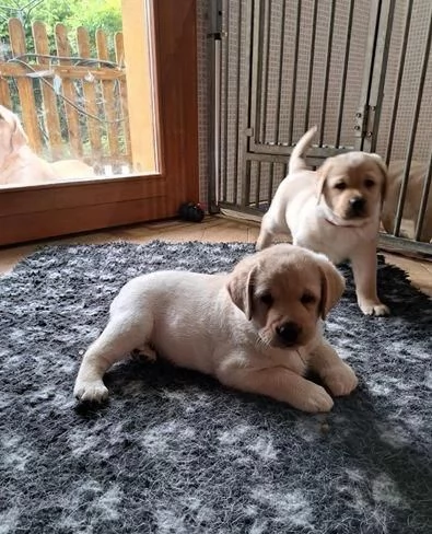 Regala cuccioli di Labrador