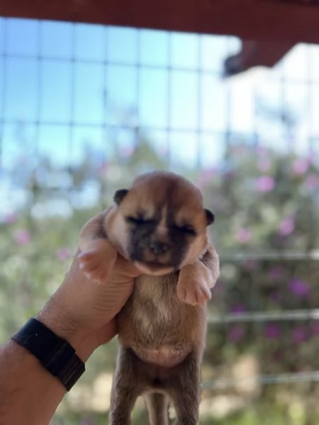 Cuccioli Akita inu 