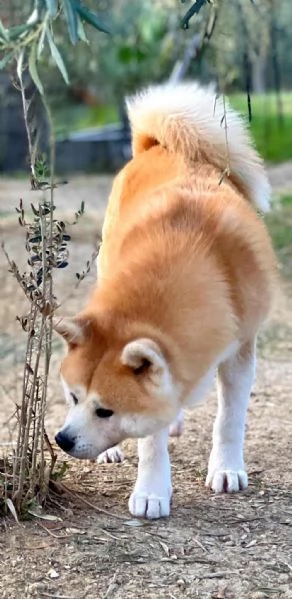 Cuccioli Akita inu  | Foto 2