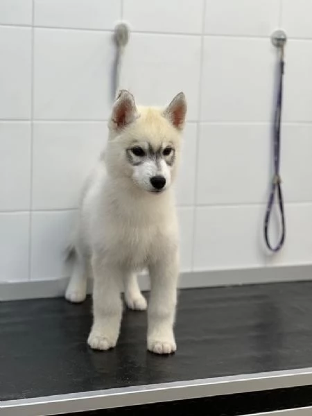 Cucciolo di siberian husky 