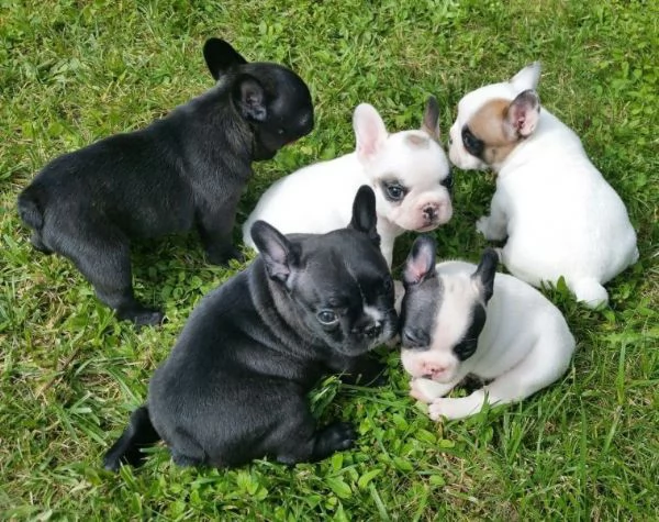 REGALO Cuccioli di Bulldog Francese 