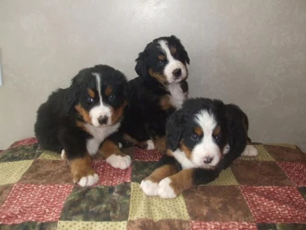 Cuccioli bovaro del bernese in Regalo 