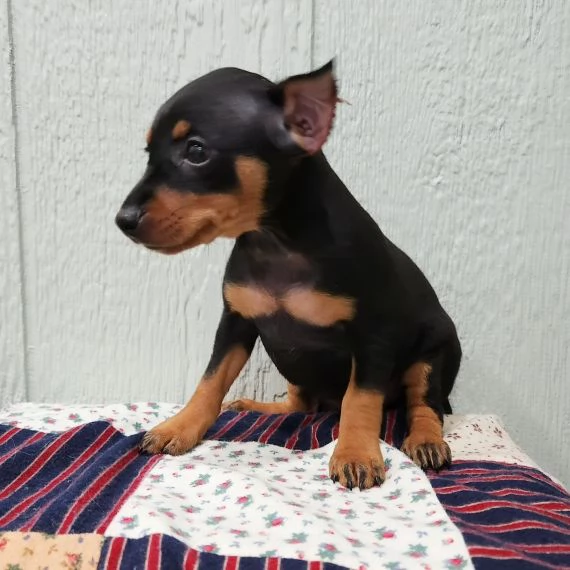 REGALO Cuccioli di Pinscher.