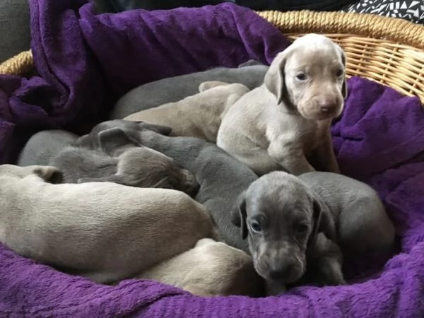 Regalo Cuccioli di Weimaraner.