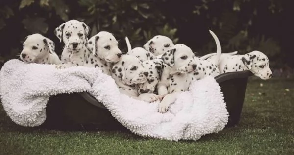 Regalo abbiamo cuccioli di dalmata.