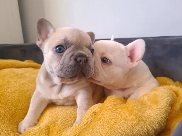 Regalo Cuccioli di Cane a Bulldog Francese.