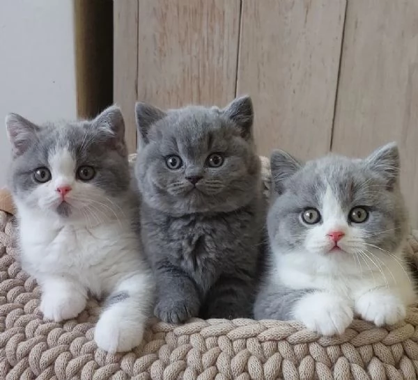 Bellissime cucciolate di british shorthair