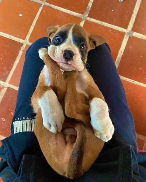 Cuccioli di Boxer di 3 mesi