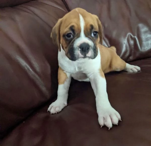 Cuccioli di boxer disponibili | Foto 0