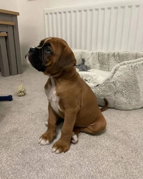 Cuccioli di Boxer di 3 mesi!