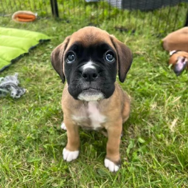 Cuccioli di boxer disponibili!