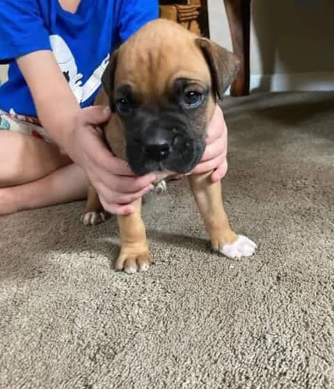 Bellissimi cuccioli di boxer!!